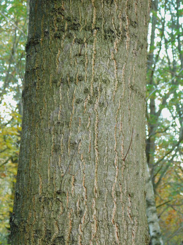 Dub erven (Quercus rubra)