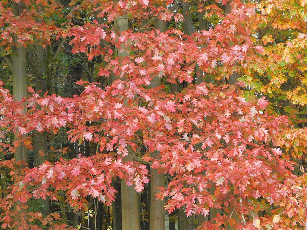 Dub erven (Quercus rubra)