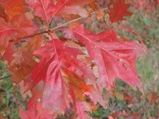 Dub erven (Quercus rubra)