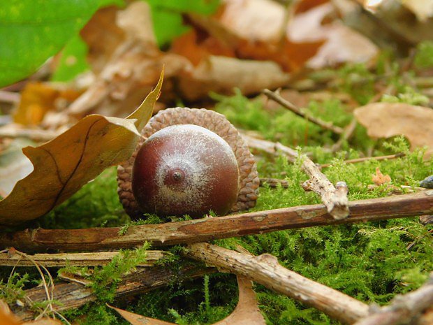 Dub erven (Quercus rubra)