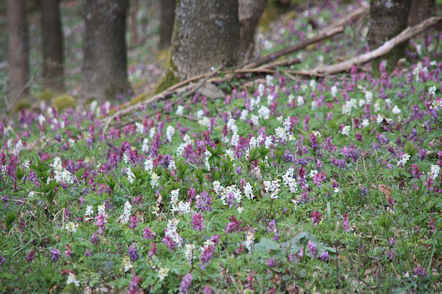 Dymnivka dut (Corydalis cava)