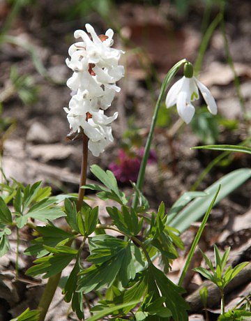 Dymnivka dut (Corydalis cava)