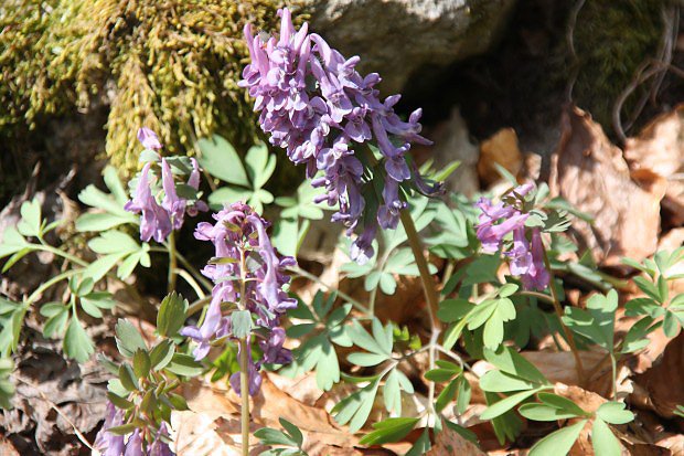 Dymnivka dut (Corydalis cava)