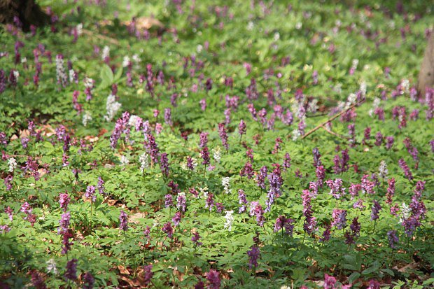 Dymnivka dut (Corydalis cava)