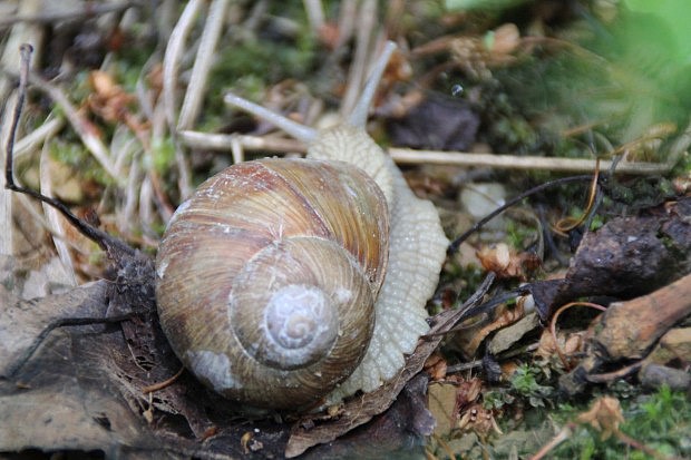 Hlem zahradn (Helix pomatia)