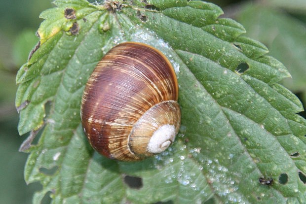 Hlem zahradn (Helix pomatia)