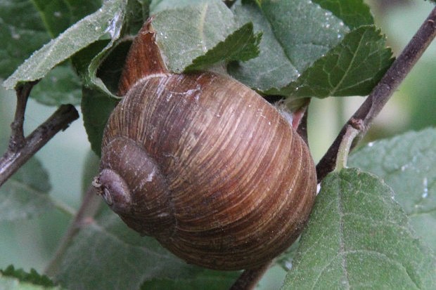 Hlem zahradn (Helix pomatia)