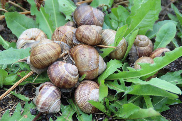 Hlem zahradn (Helix pomatia)