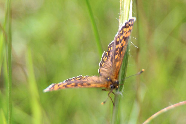 Hndsek kostkovan (Melitaea cinxia)