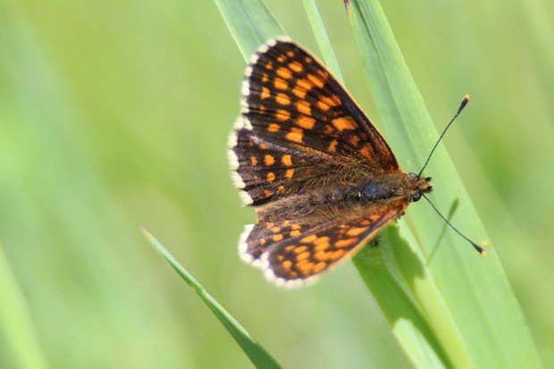 Hndsek rozrazilov (Melitaea diamina)