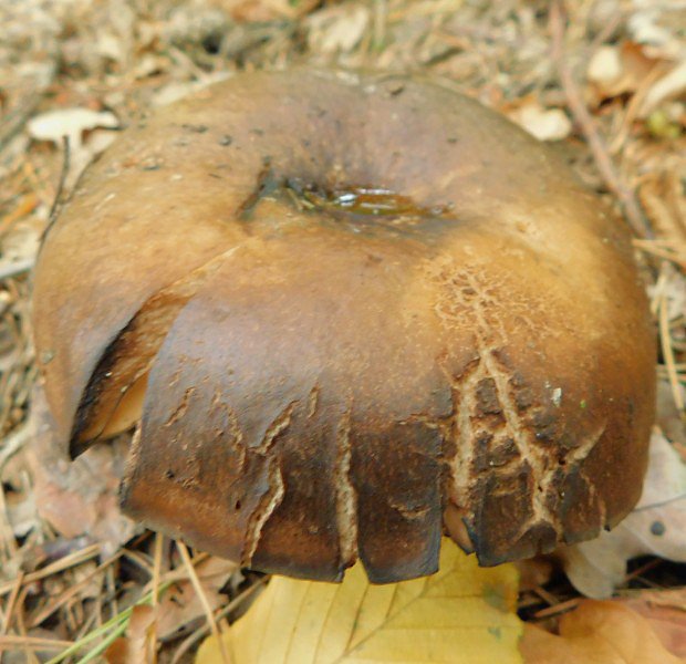 Holubinka ernajc (Russula nigricans)