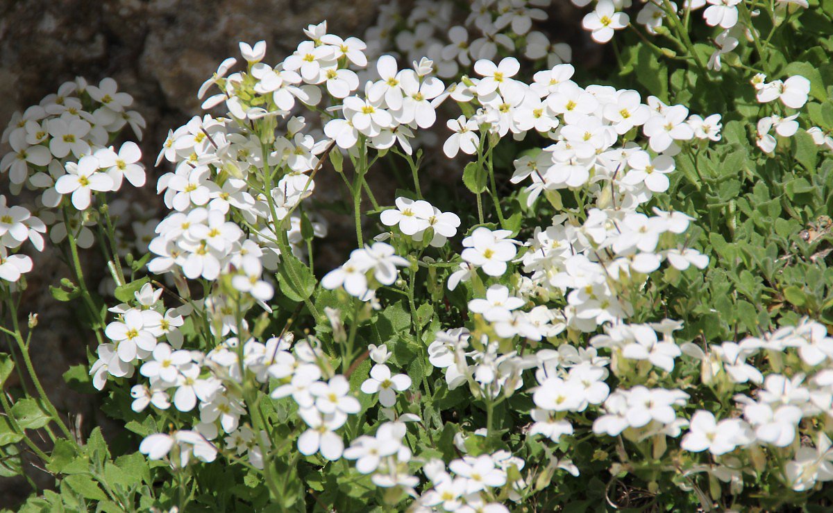 Husenk alpsk (Arabis alpina)