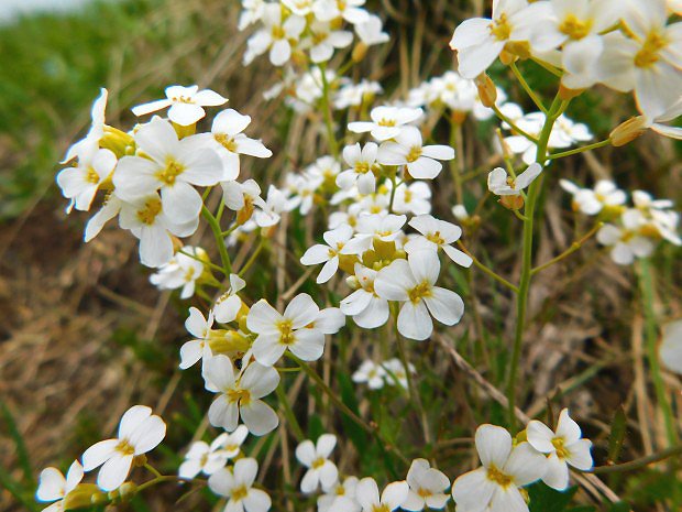 Husenk alpsk (Arabis alpina)