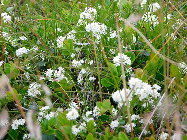 Husenk alpsk (Arabis alpina)