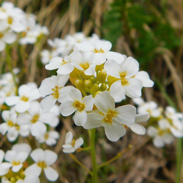 Husenk alpsk (Arabis alpina)