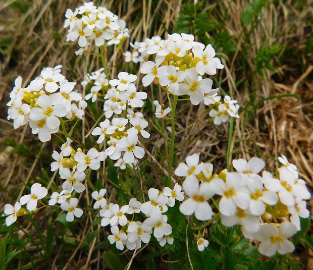 Husenk alpsk (Arabis alpina)