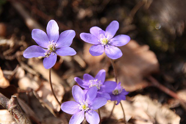 Jaternk podlka (Hepatica nobilis)