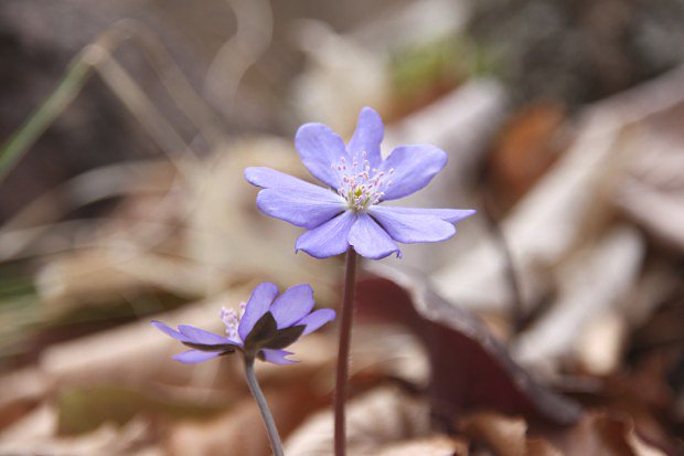 Jaternk podlka (Hepatica nobilis)