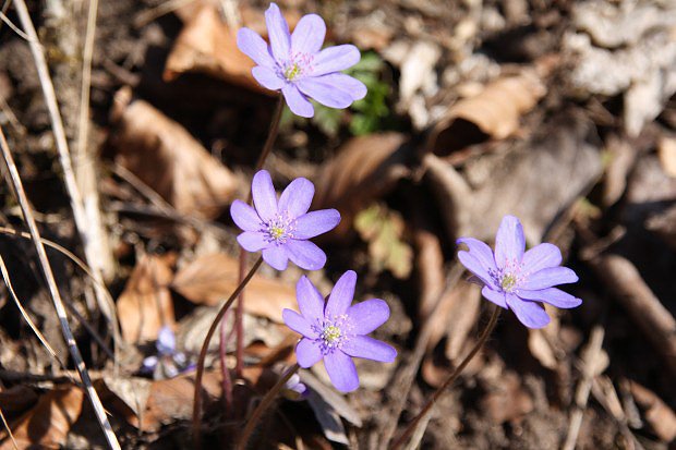 Jaternk podlka (Hepatica nobilis)