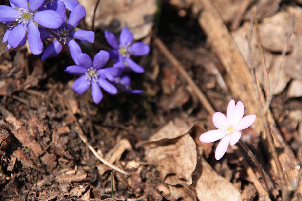 Jaternk podlka (Hepatica nobilis)