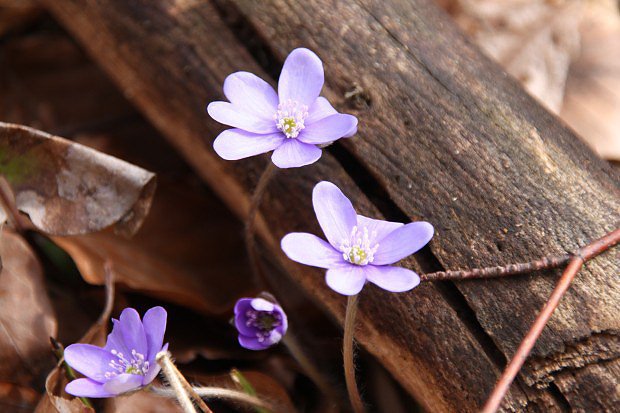 Jaternk podlka (Hepatica nobilis)