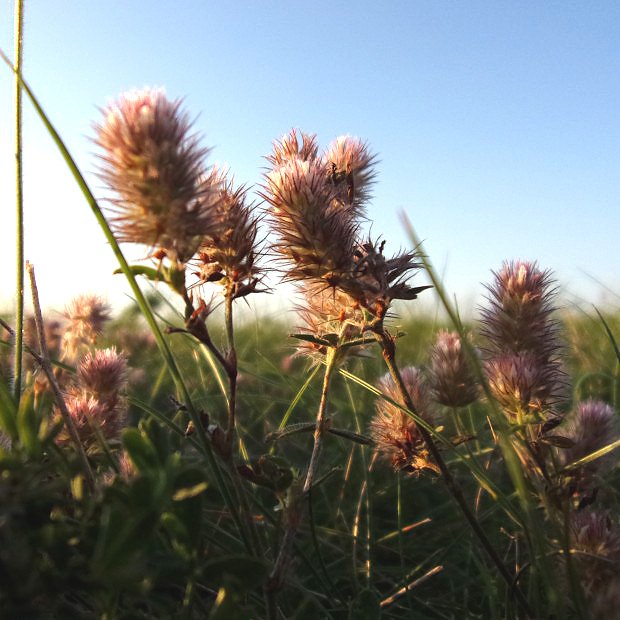 Jetel roln (Trifolium arvense)