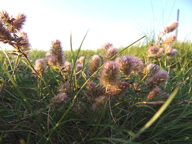 Jetel roln (Trifolium arvense)