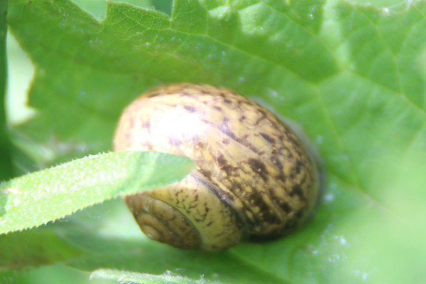 Keovka plav (Fruticicola fruticum)