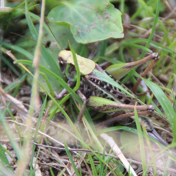 Kobylka hnd (Decticus verrucivorus)