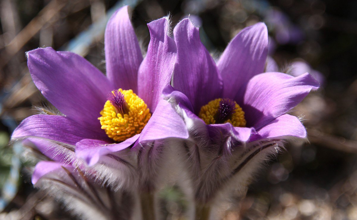 Koniklec slovensk zkolist (Pulsatilla subslavica)