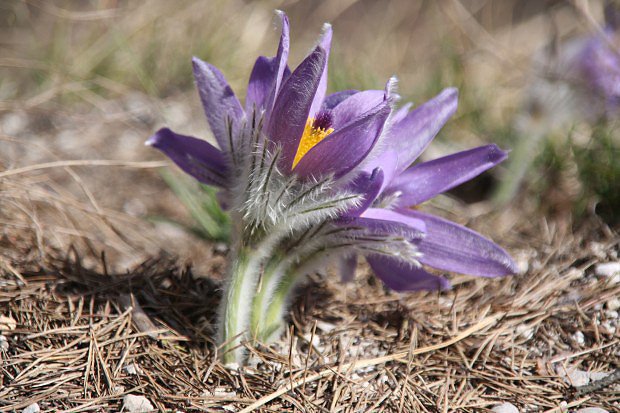 Koniklec slovensk zkolist (Pulsatilla subslavica)