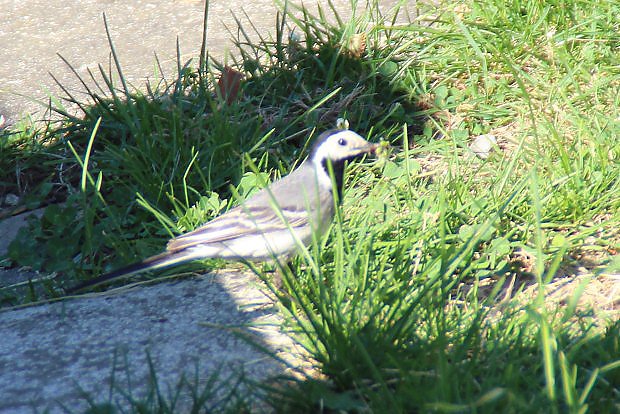 Konipas bl (Motacilla alba)