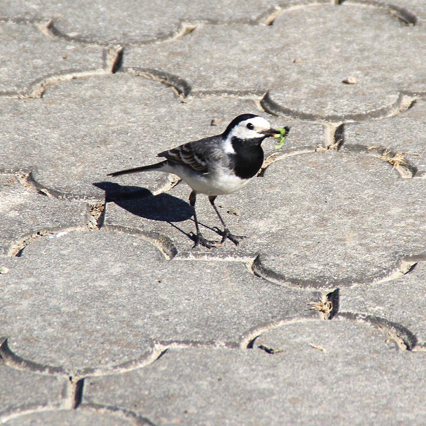 Konipas bl (Motacilla alba)