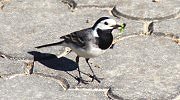 Konipas bl (Motacilla alba)