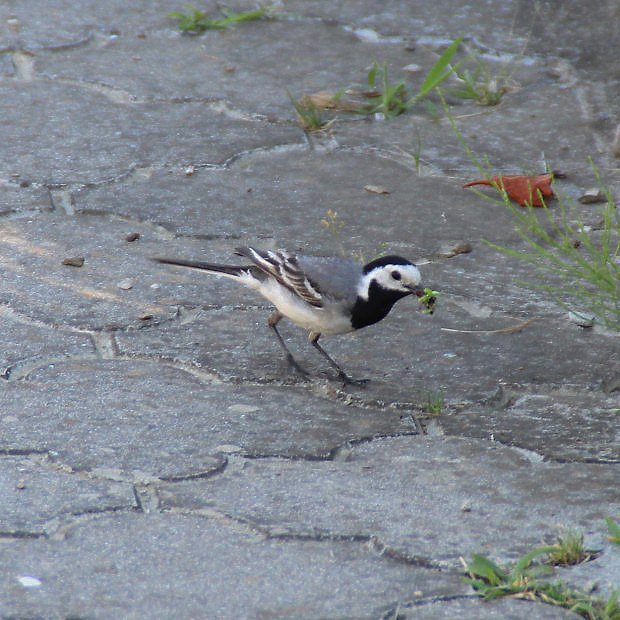 Konipas bl (Motacilla alba)