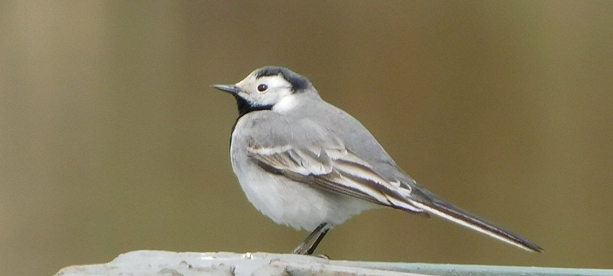 Konipas bl (Motacilla alba)