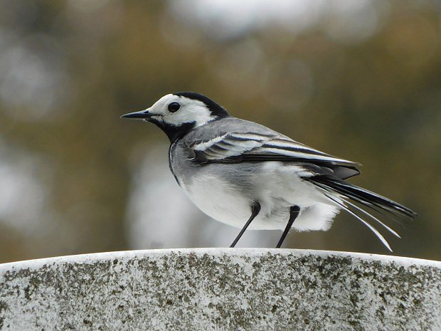 Konipas bl (Motacilla alba)