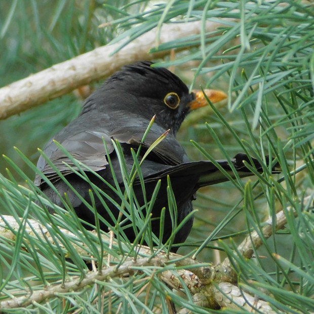 Kos ern (Turdus merula)