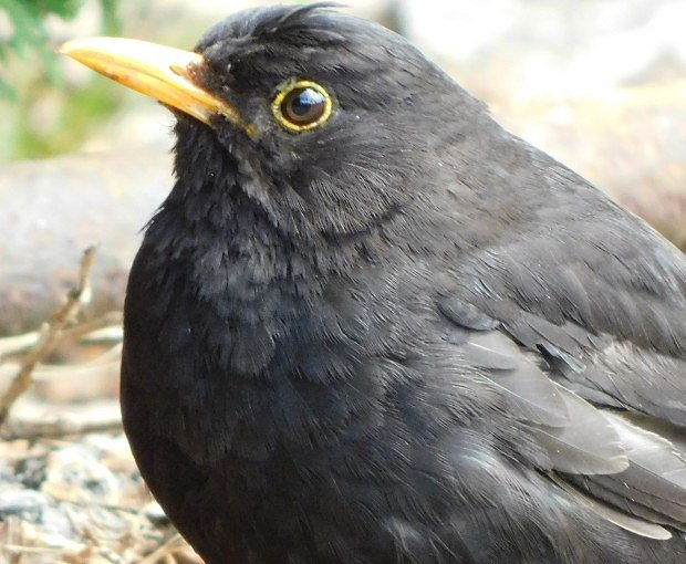 Kos ern (Turdus merula)