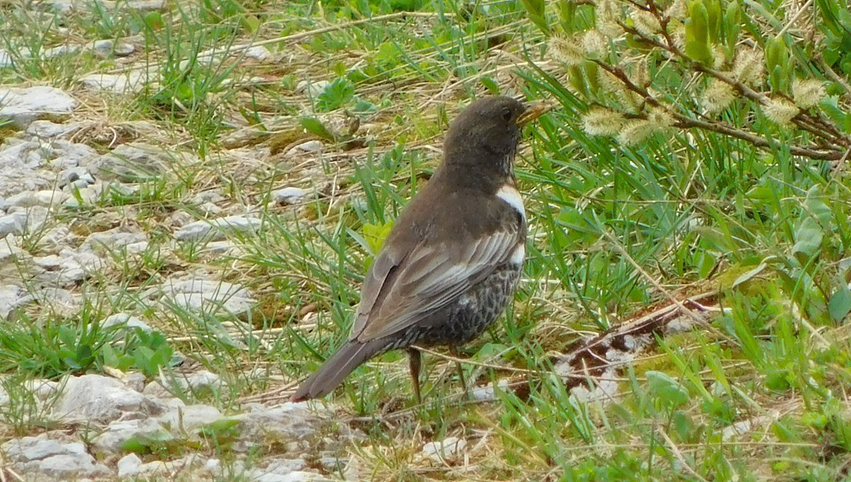 Kos horsk (Turdus torquatus)