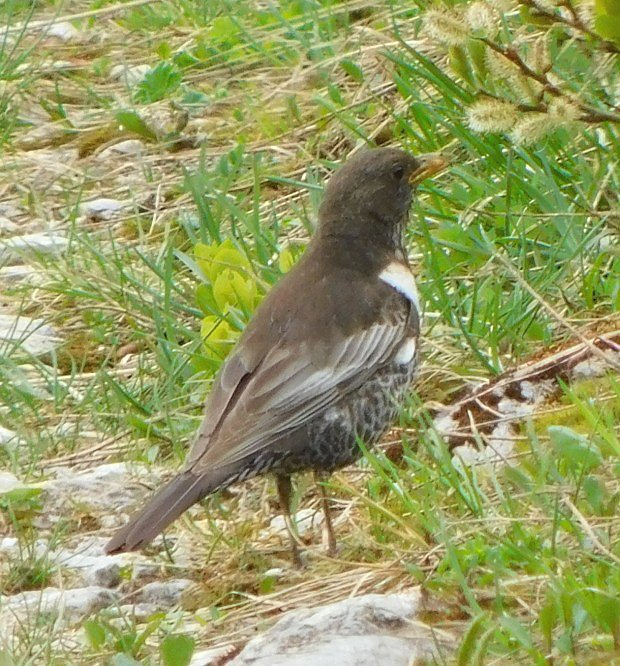 Kos horsk (Turdus torquatus)