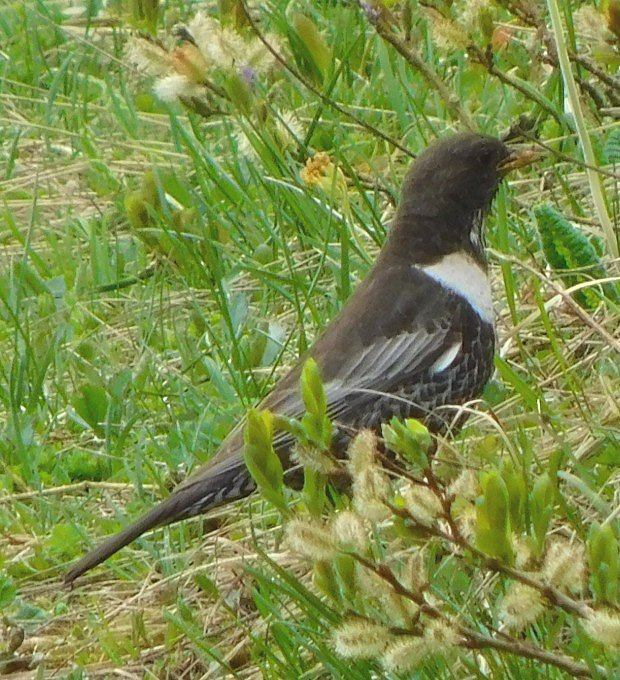 Kos horsk (Turdus torquatus)