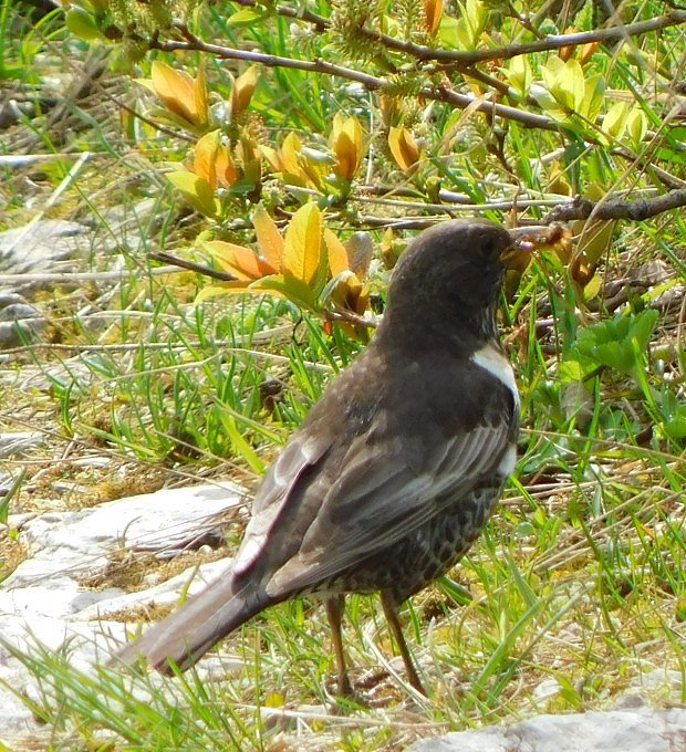 Kos horsk (Turdus torquatus)