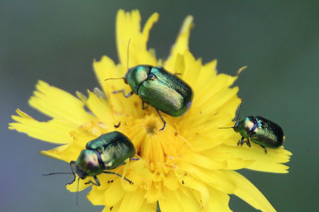 Krytohlav prasetnkov (Cryptocephalus hypochoeridis)