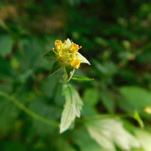 Kuklk mstsk (Geum urbanum)