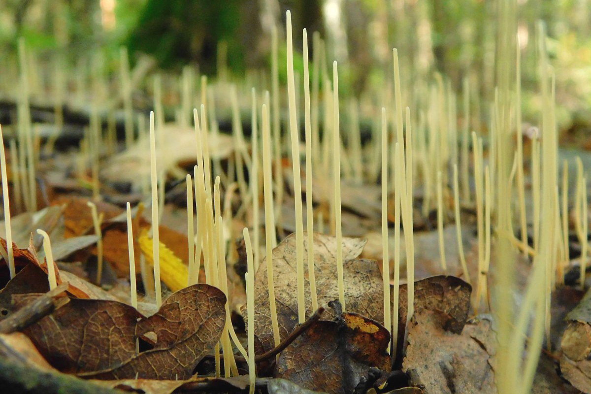 Kyj niovit (Macrtyphula juncea)