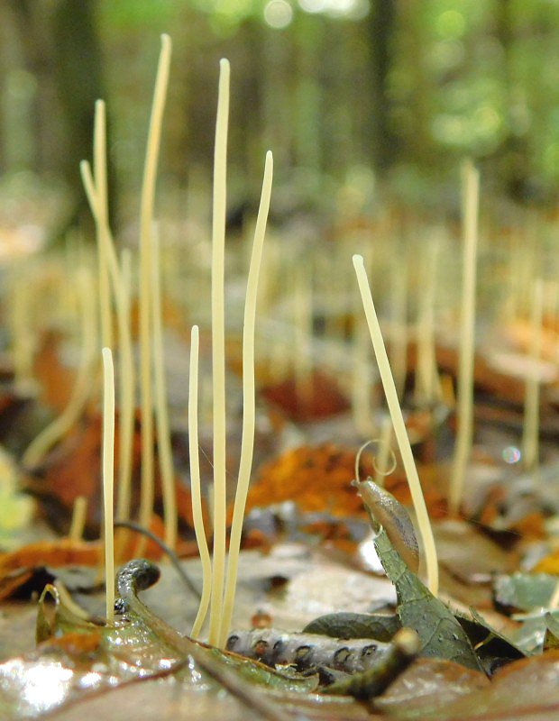 Kyj niovit (Macrtyphula juncea)