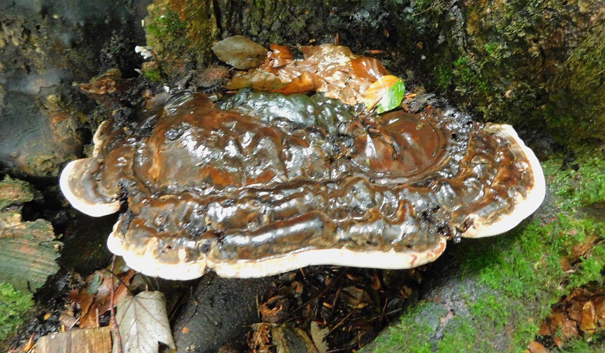 Lesklokorka Pfeifferova (Ganoderma pfeifferi)