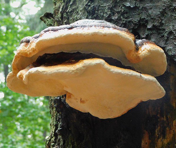 Lesklokorka Pfeifferova (Ganoderma pfeifferi)