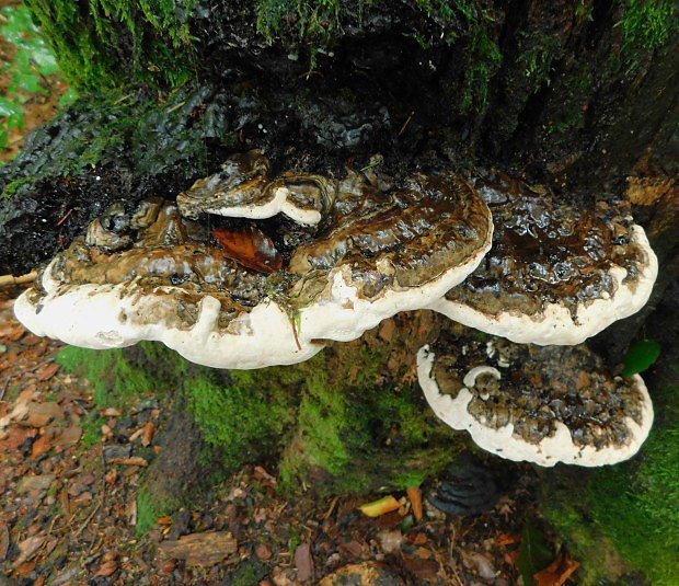 Lesklokorka Pfeifferova (Ganoderma pfeifferi)